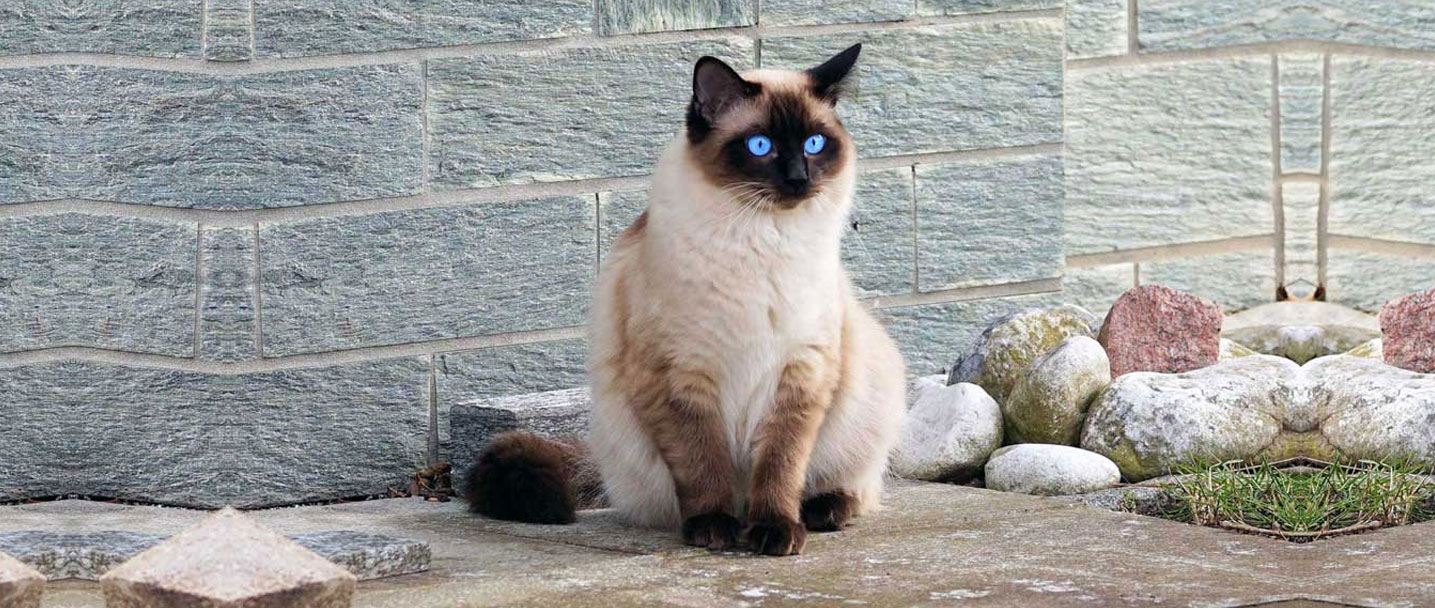 Persian Cat for Sale