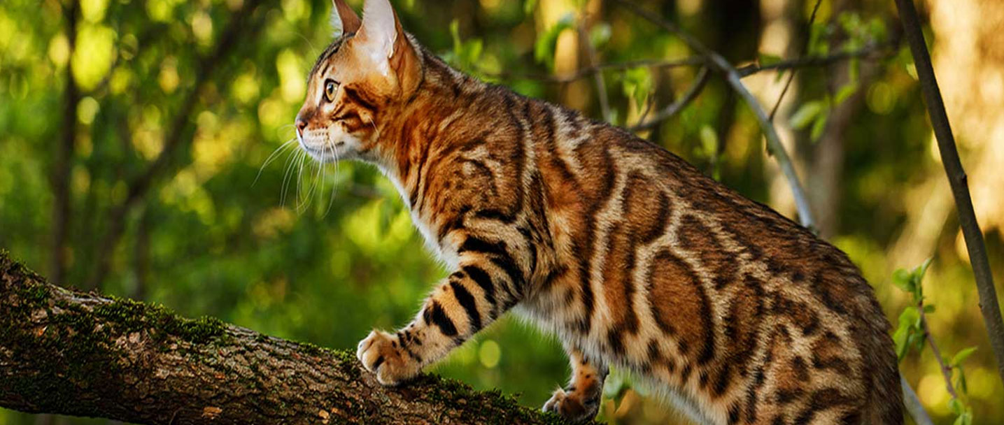 cats for sale in Mumbai